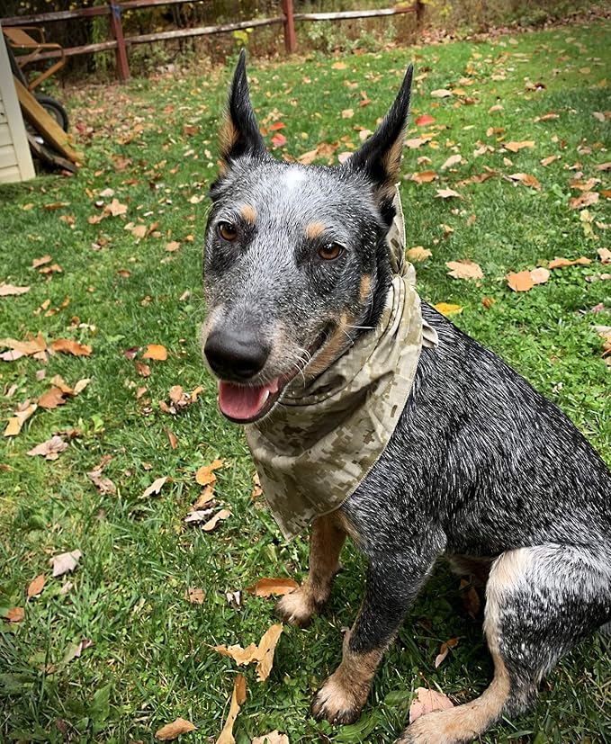 $averPak Pets - InsectGuard Permethrin Treated Mosquitoes, Flies, Ticks & More Insect Repellent Dog Bandanna Paisley (Black/White)